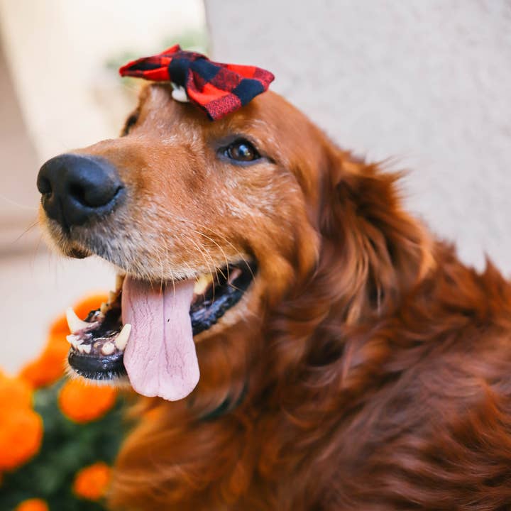 Mimi Green - Wholesale Pet Bow Tie - Dog - Buffalo Plaid Dog Collar Bow Tie (5 colors!)6