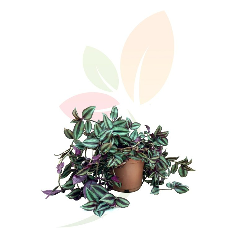 VIVERCID – wholesale Levande växt – Tradescantia zebrina med silver- och grönrandiga blad samt lila undersida1