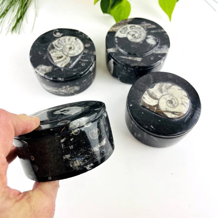 Rock Paradise - Wholesale Decorative box - Orthoceras and Ammonite Round Box Fossil Display3