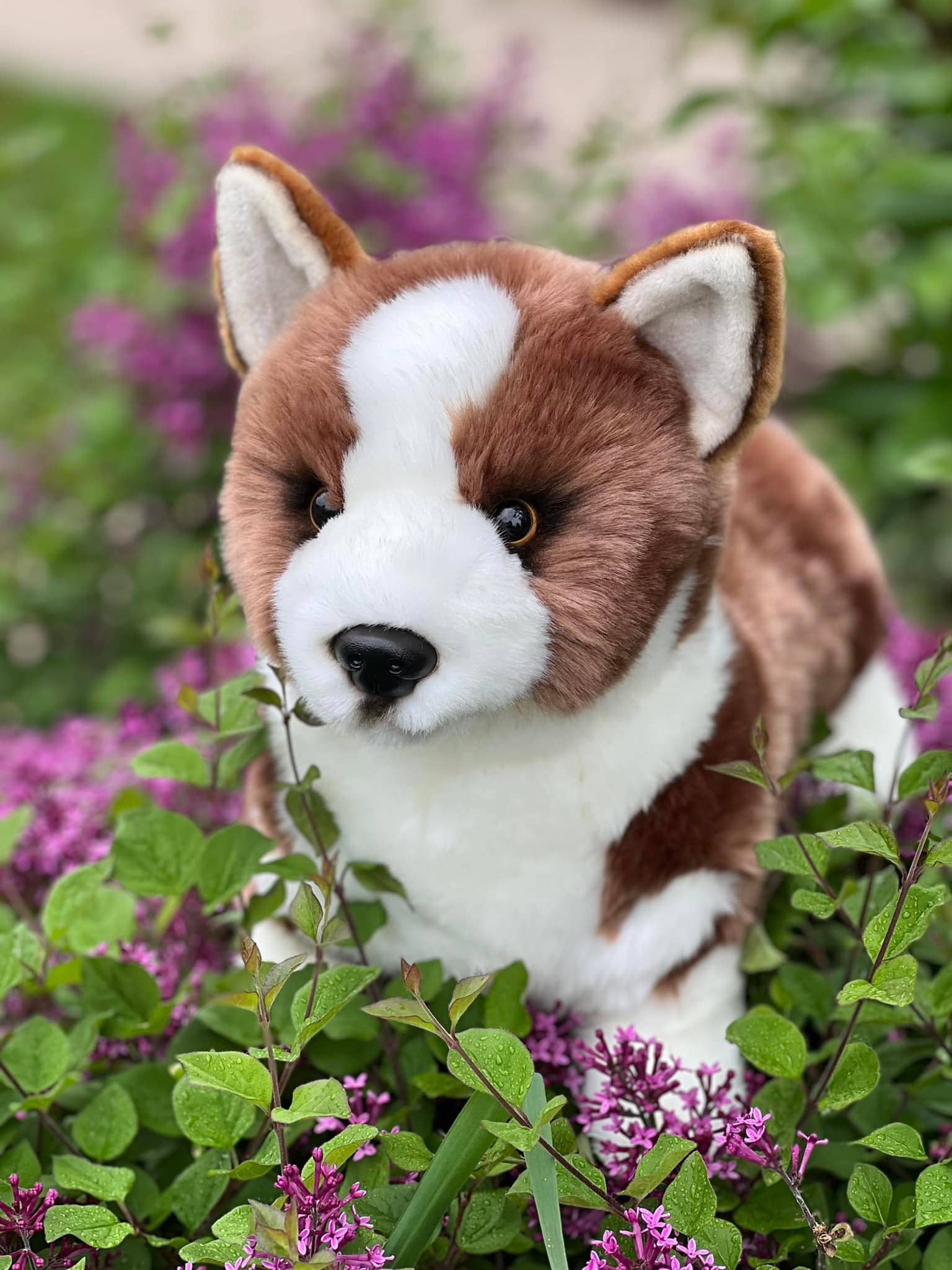 Auswella – wholesale Stuffed/plush toy – Kids & baby – Auswella Pembroke Plush Corgi1