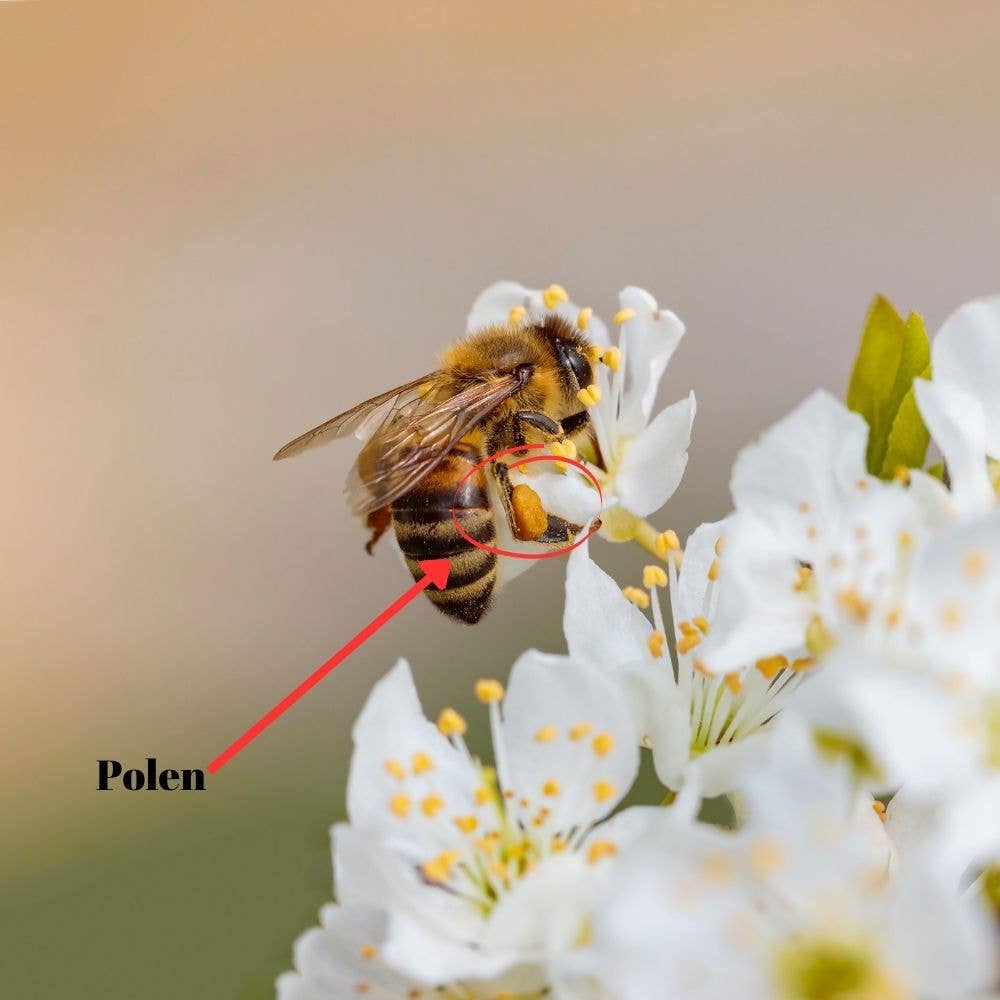 L'ABELLA MIEL - Venta al por mayor Miel - L'Abellamel Polen De Abeja De 200G2