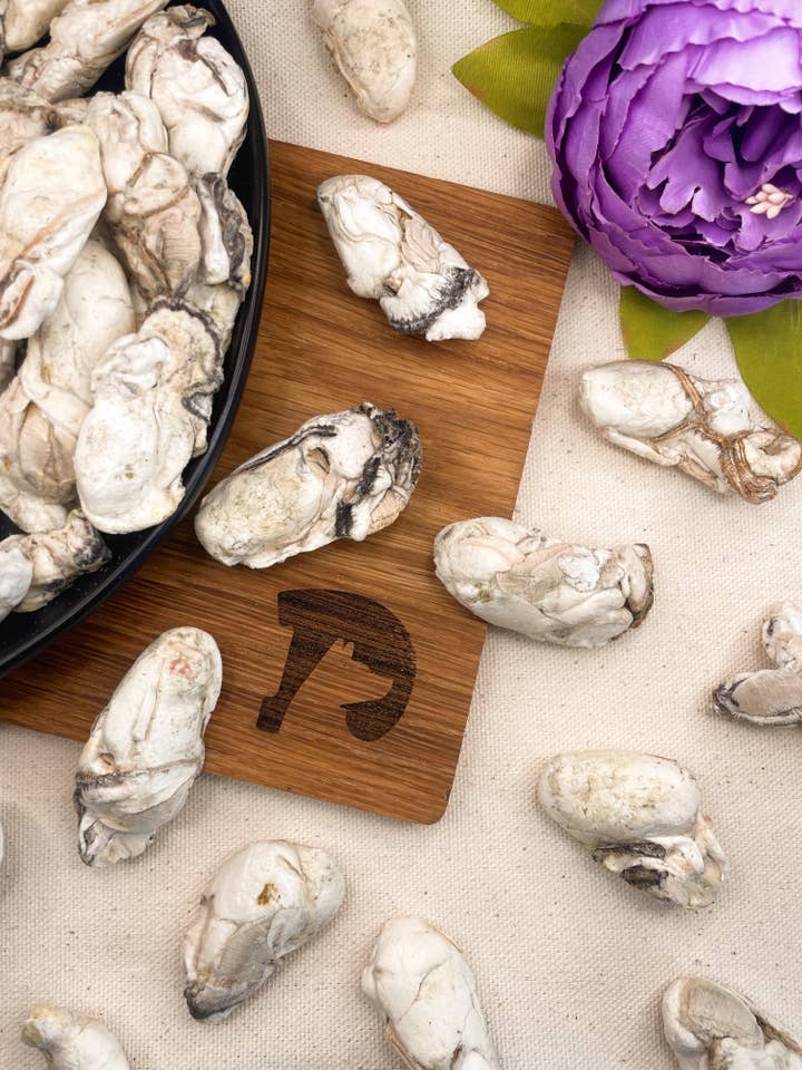 Huîtres lyophilisées pour la vente par Droolicious