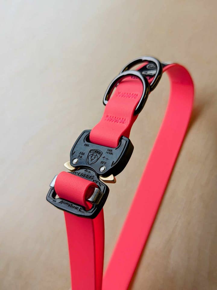 Boucle Cobra à col sec PNW pour la vente par Hambos Pups