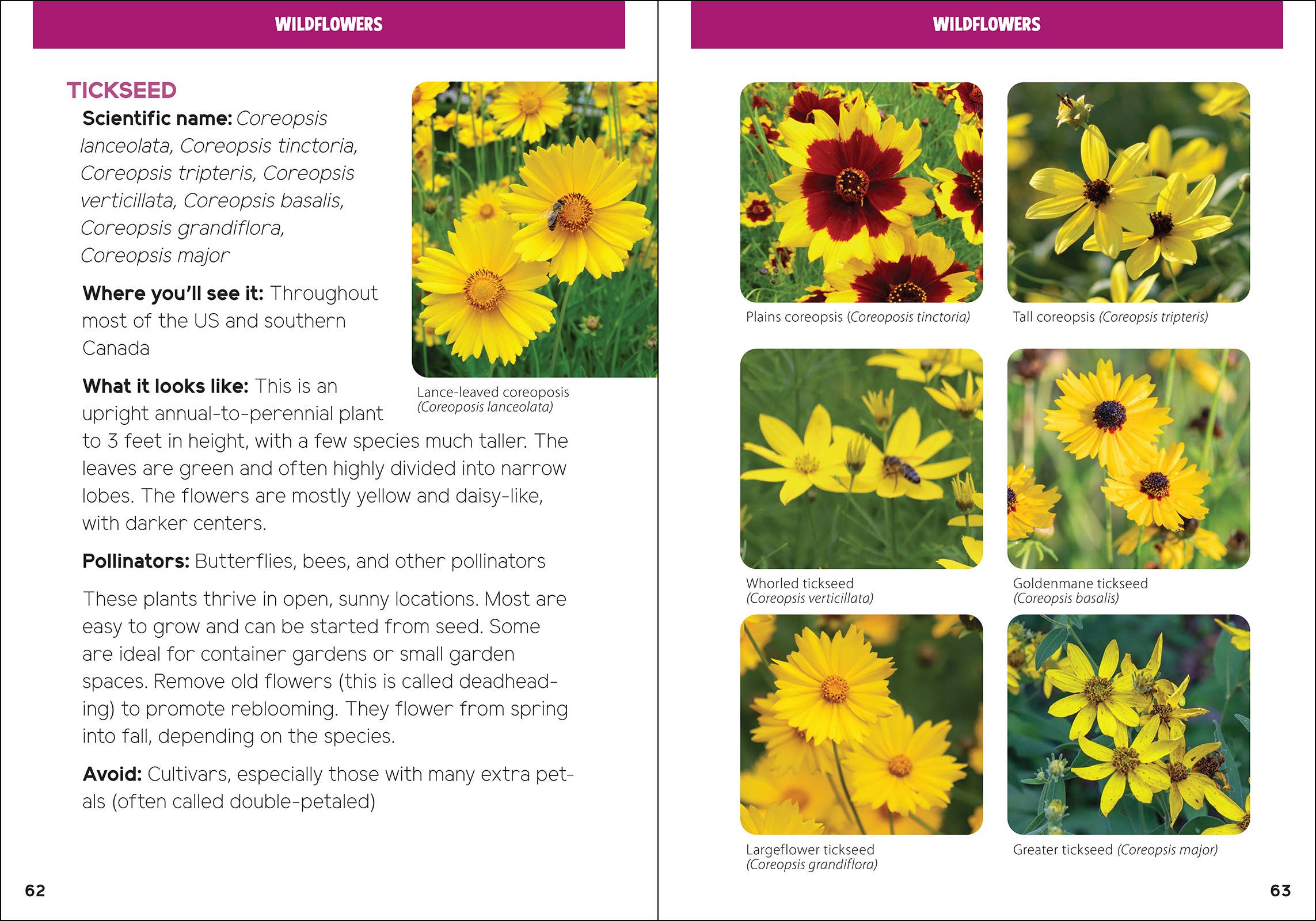 AdventureKEEN - Vente Nature et plein air - Pollinisateurs et plantes indigènes pour les enfants10