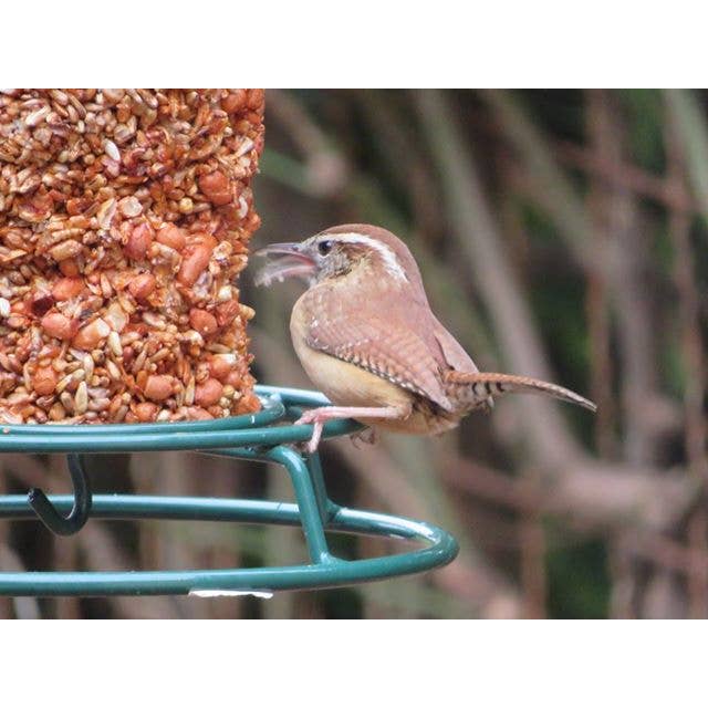 Mr Bird - Wholesale Pet Food - Not Cat/Dog - Flaming Hot Feast Cylinder - Large2