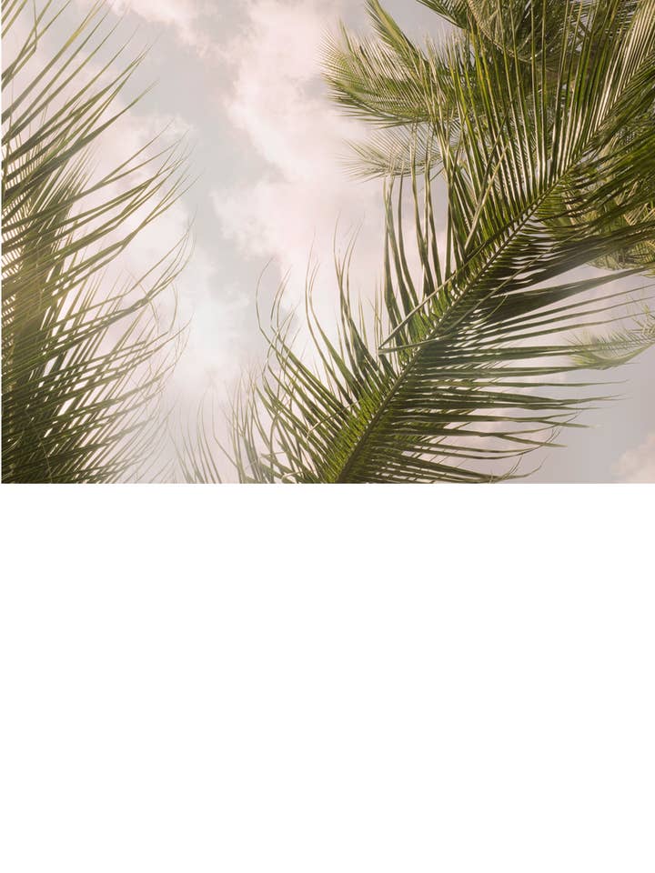 Palmera aireada para venta al por mayor de Wilder California