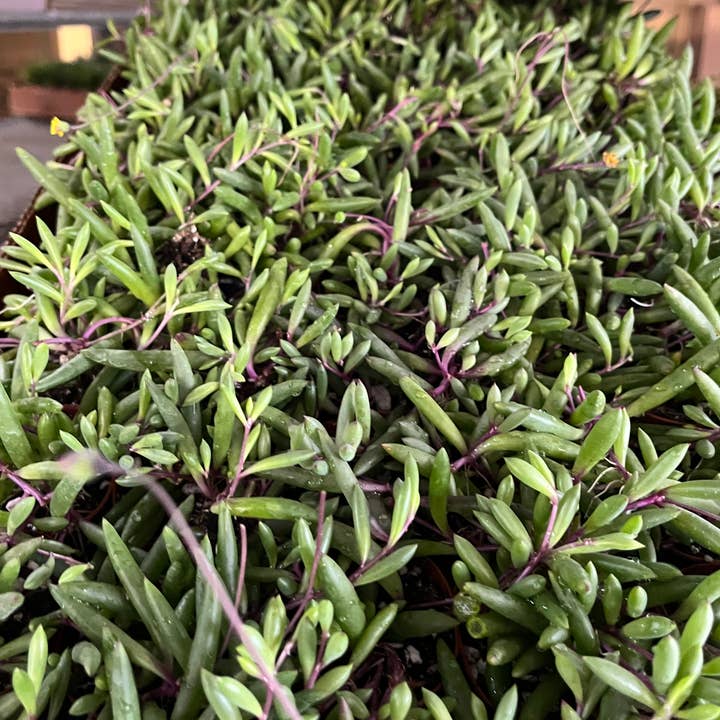 Succulents & Such, Inc. - Wholesale Live Plant - 2" Potted Senicio "Purple Flush" String Succulent Plant -