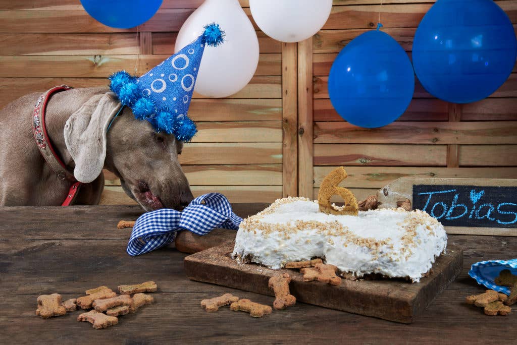 Cooka's Cookies - Wholesale Pet Treats - Dog - Cake in a Box - Chicken or Krill Cake Mix for dogs5