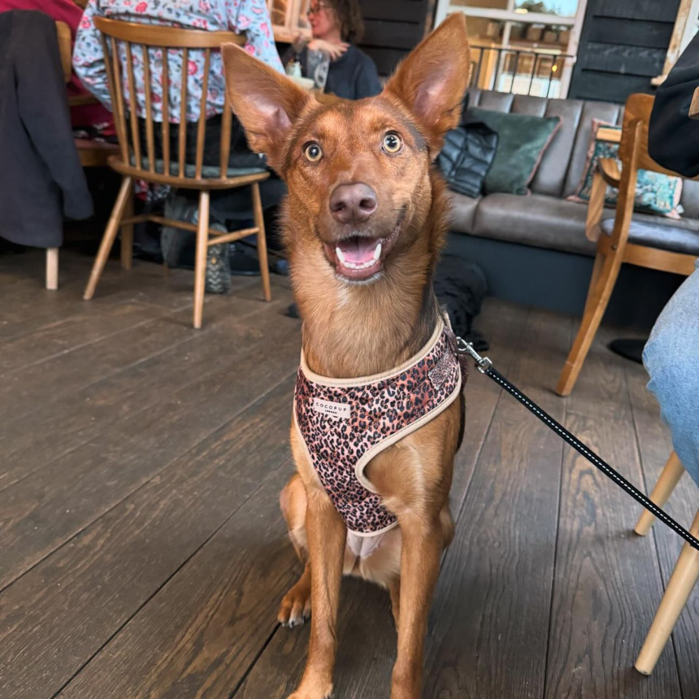 Cocopup London - Wholesale Pet Harness - Dog - Quilted Leopard Pup Adjustable Neck Harness69