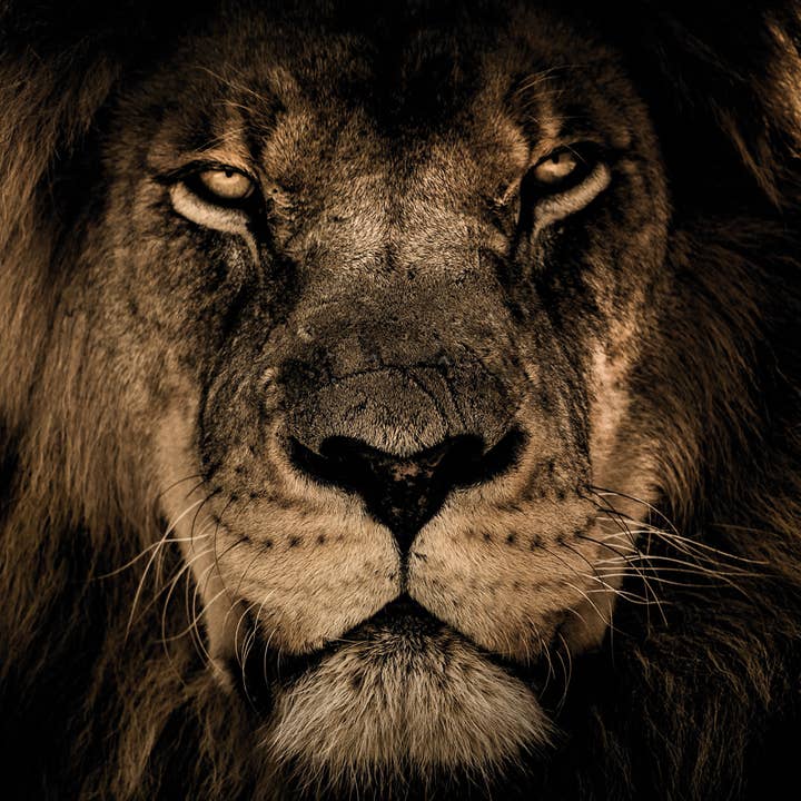 stretcher for wholesale by Bönninghoff