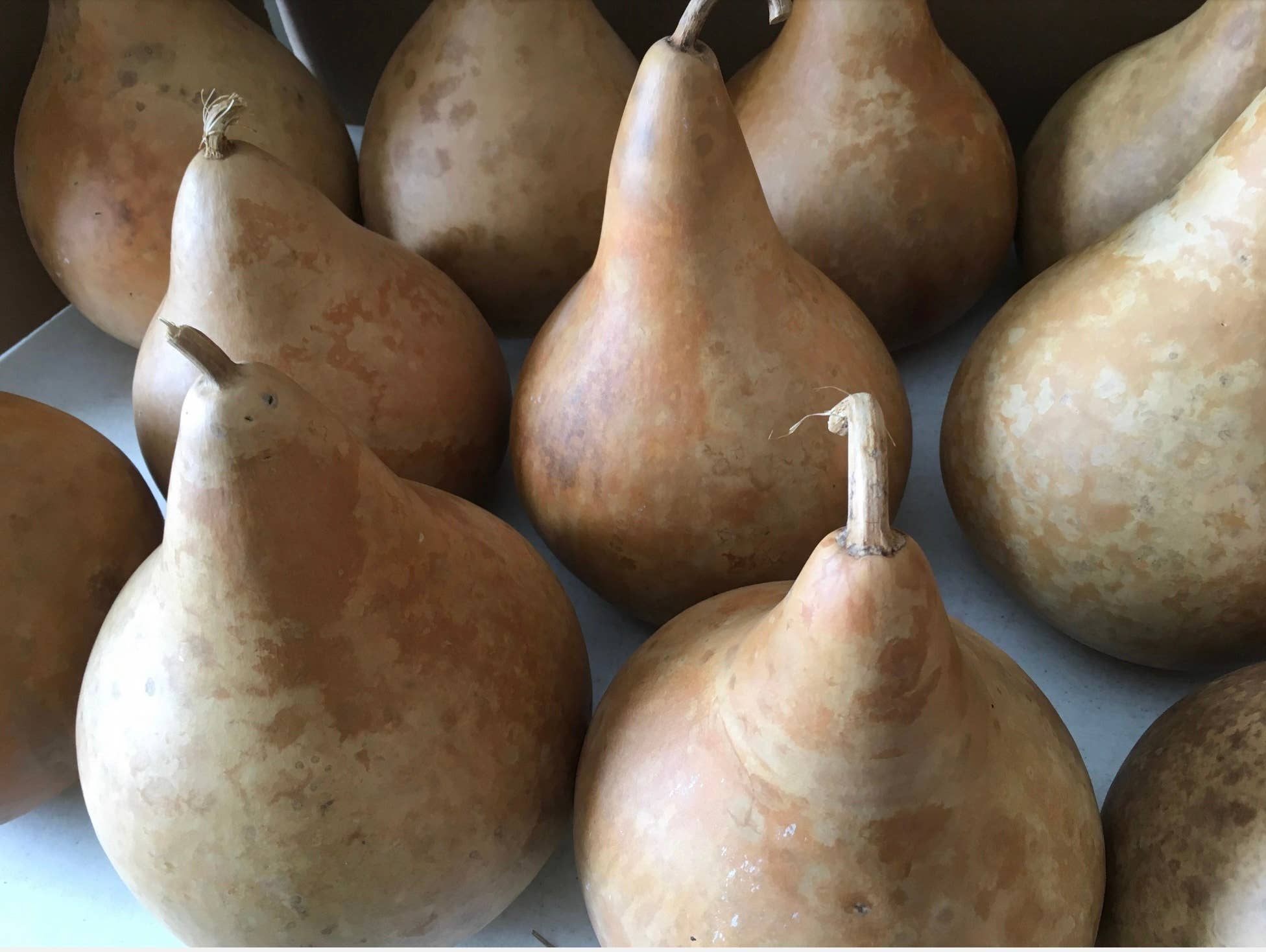 YellowSeventeen - Wholesale Decorative Tabletop Object - 16 Craft Ready Cleaned TOP QUALITY Gourds Martin House 7 inc3