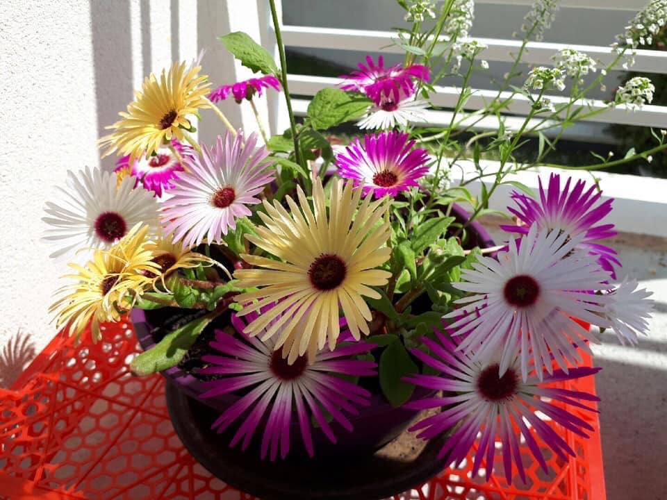 Les cartes de Lulu - Wholesale Moederdagkaartje - Plantkaart „Bonne Fête Mamie” met zaden1