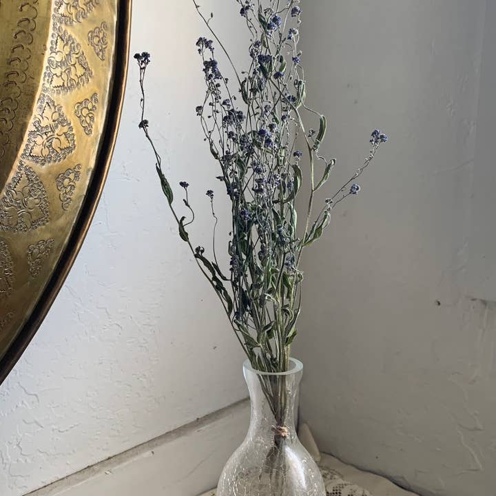 Twig and Snip - Wholesale Dried/Pressed Flowers - Dried Forget-me-nots Wildflower - Sympathy Flowers 1