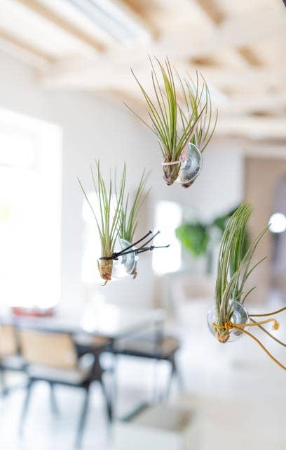 Juffrouw Pannenkoek deco /JP deco - Wholesale Live Plant - Plant Friends – set of 9 air plants with suction cup1