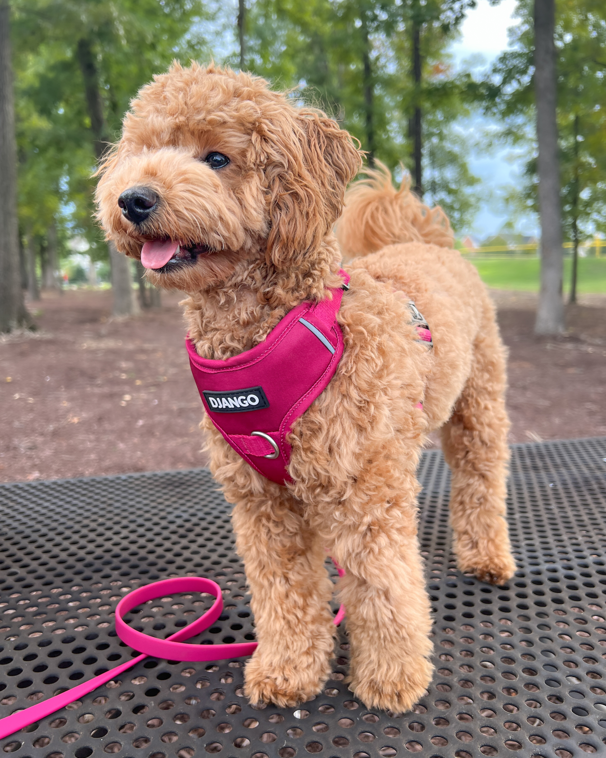 DJANGO - Wholesale Pet Harness - Dog - Tahoe No Pull Dog Harness - Hibiscus Pink5