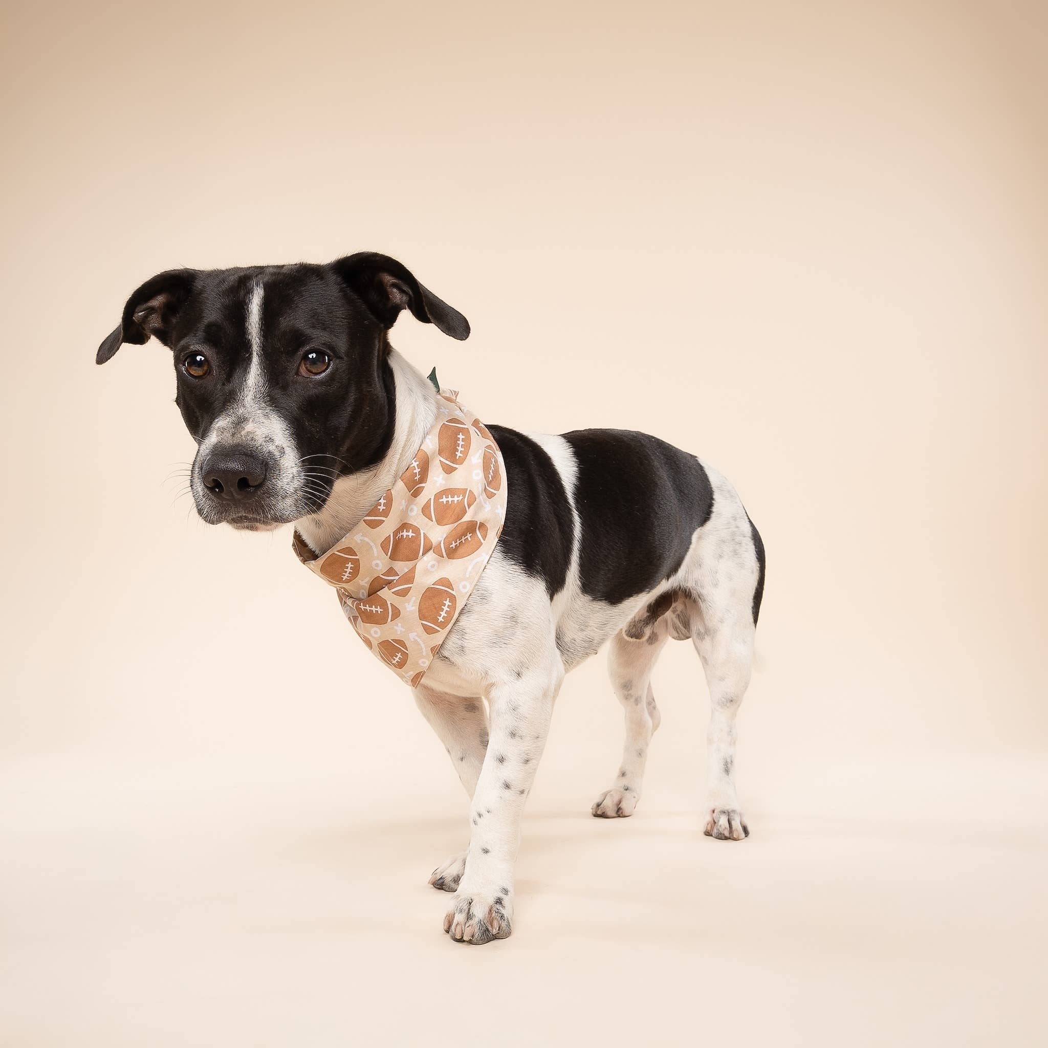 The Paws - Wholesale Pet Bandana - Dog - Blitz Football Dog Bandana 2