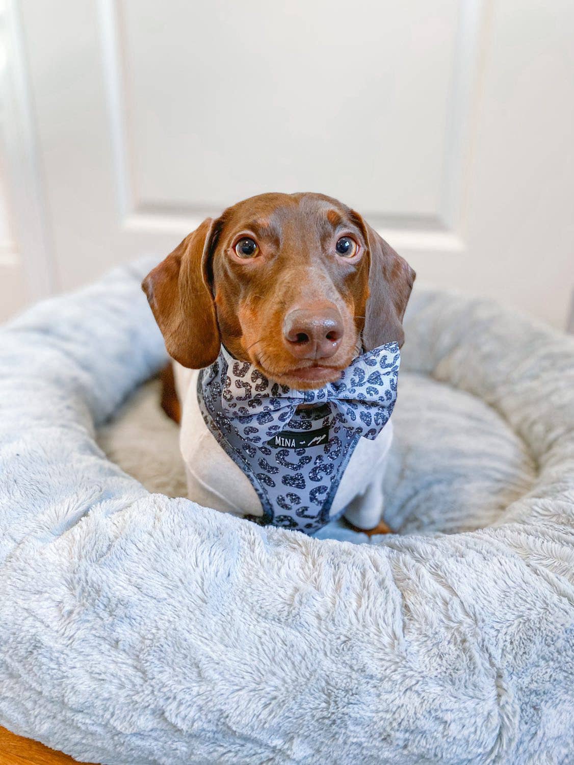 Mina + Pup - Wholesale Pet Bow Tie - Cat/Dog - YOU’RE SO GLAM BOW TIE DOG CAT SILVER OMBRE2