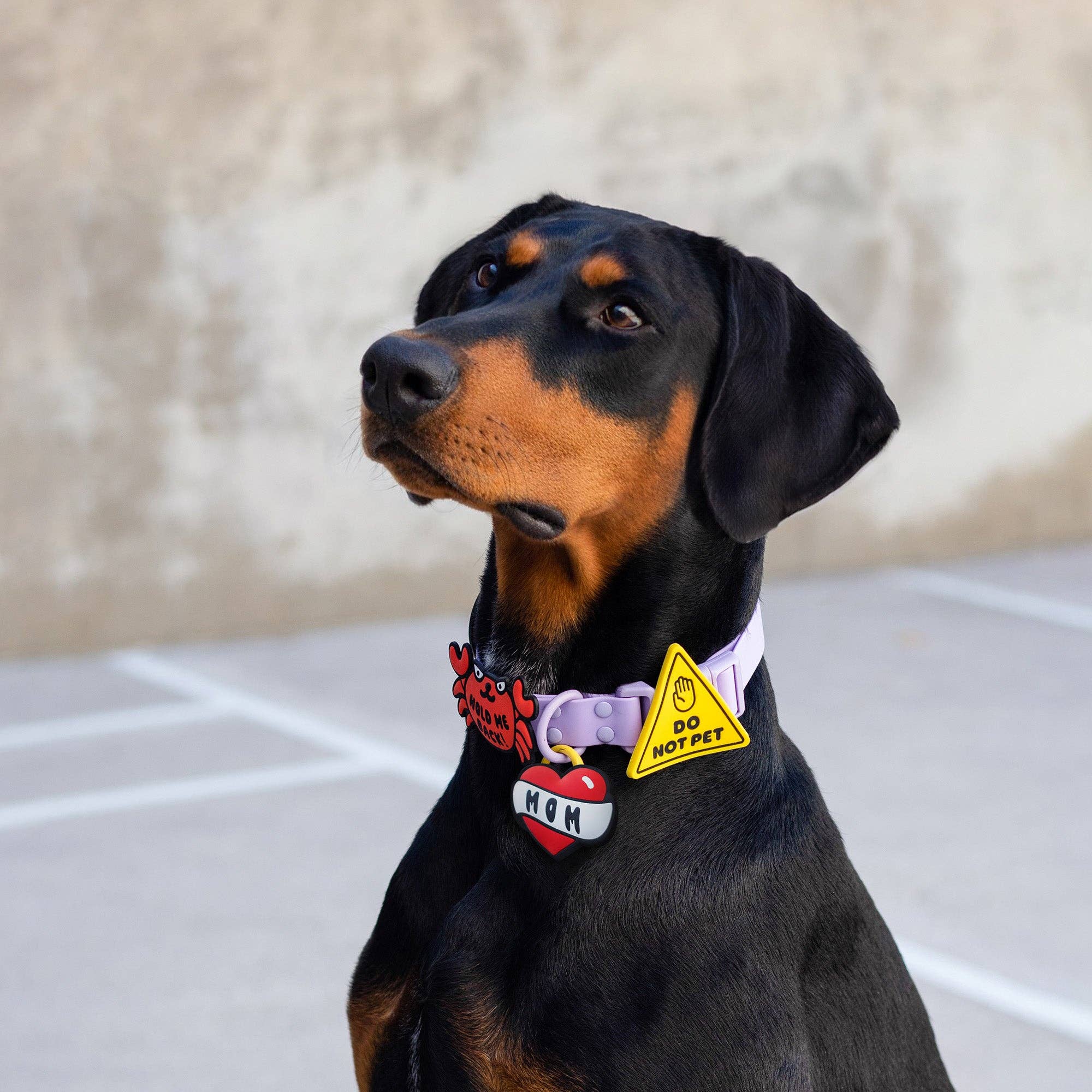 Jiby Dog Crew - Wholesale Pet Collar Charm - Cat/Dog - Do Not Pet Jiby Dog Charm1