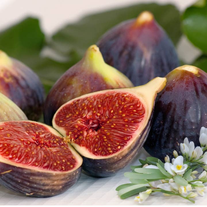 Fig and Freesia Wood Wick for wholesale by The Blessed Barn Co.