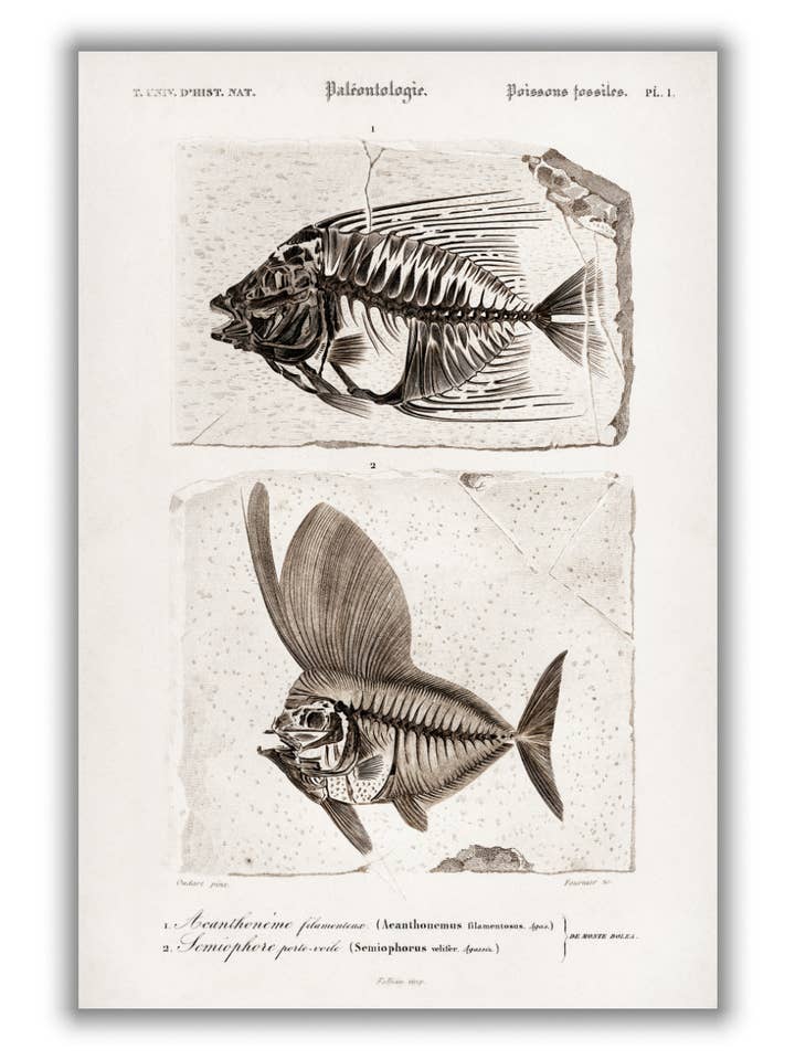 Ray-finned fish (Acanthonemus) and Semiophorus for wholesale by Stanley Print House