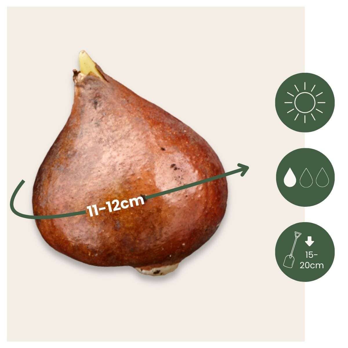 Oasis of Life - Vente Plante - Tulip Bulbes de tulipes – 15 pièces – Tulipa ‘Drumline’ – Tulipes pivoine rose et blanc – Bulbes à fleurs pour parterre, balcon et pot – Rustique et vivace2