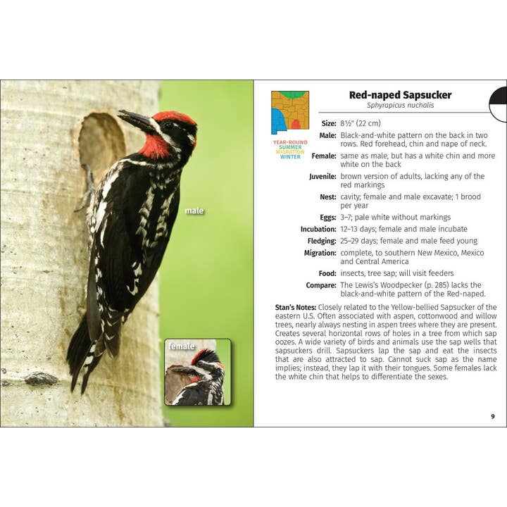 AdventureKEEN - Wholesale Nature Guide - Birds of New Mexico Field Guide 2e