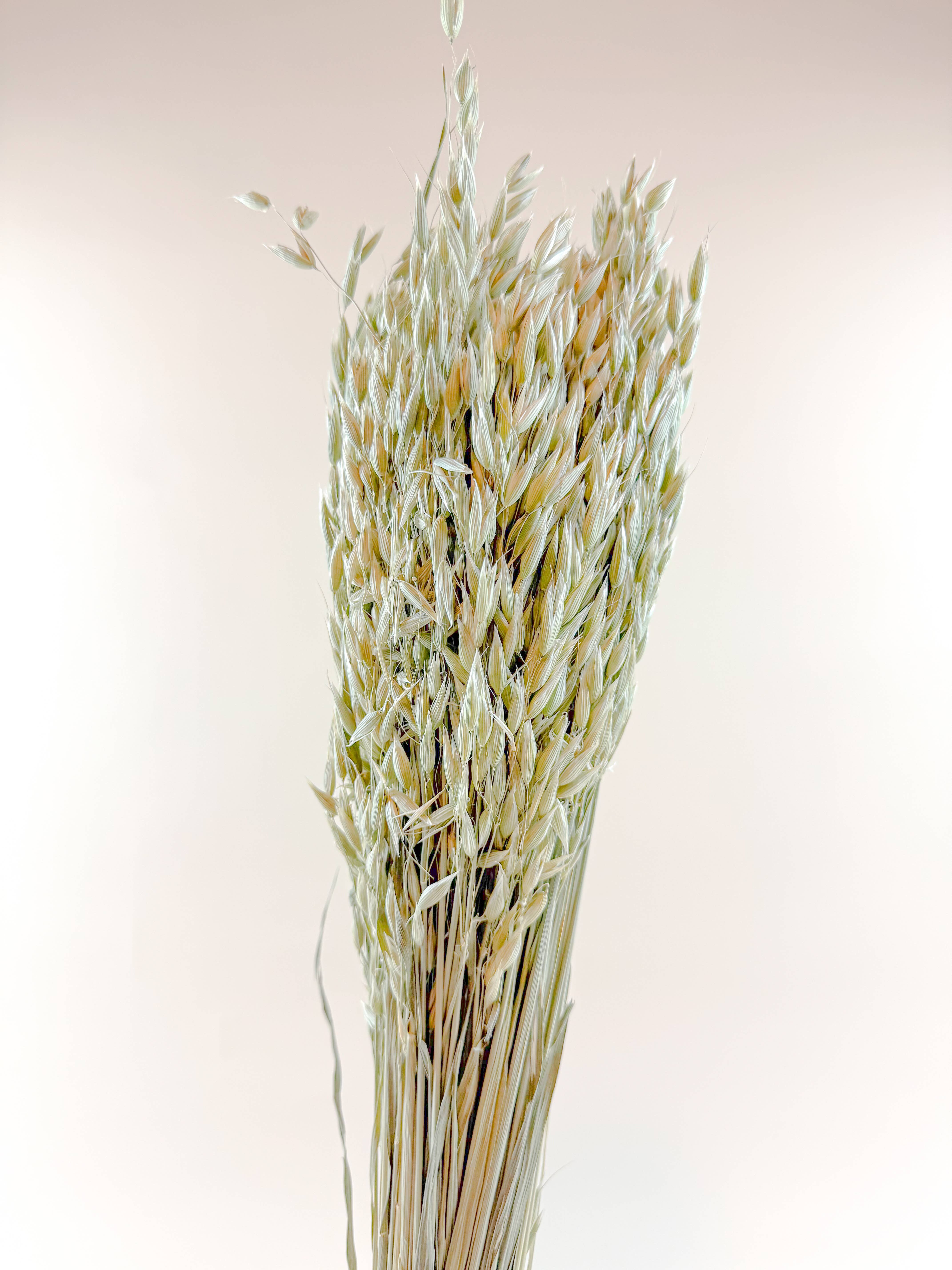 Lovejoy Farms Premium Dried Flowers - Wholesale Gedroogde/geperste bloemen - Avena (Haver) – Natuurlijk Gedroogde Haverstelen voor Bloemontwerp1