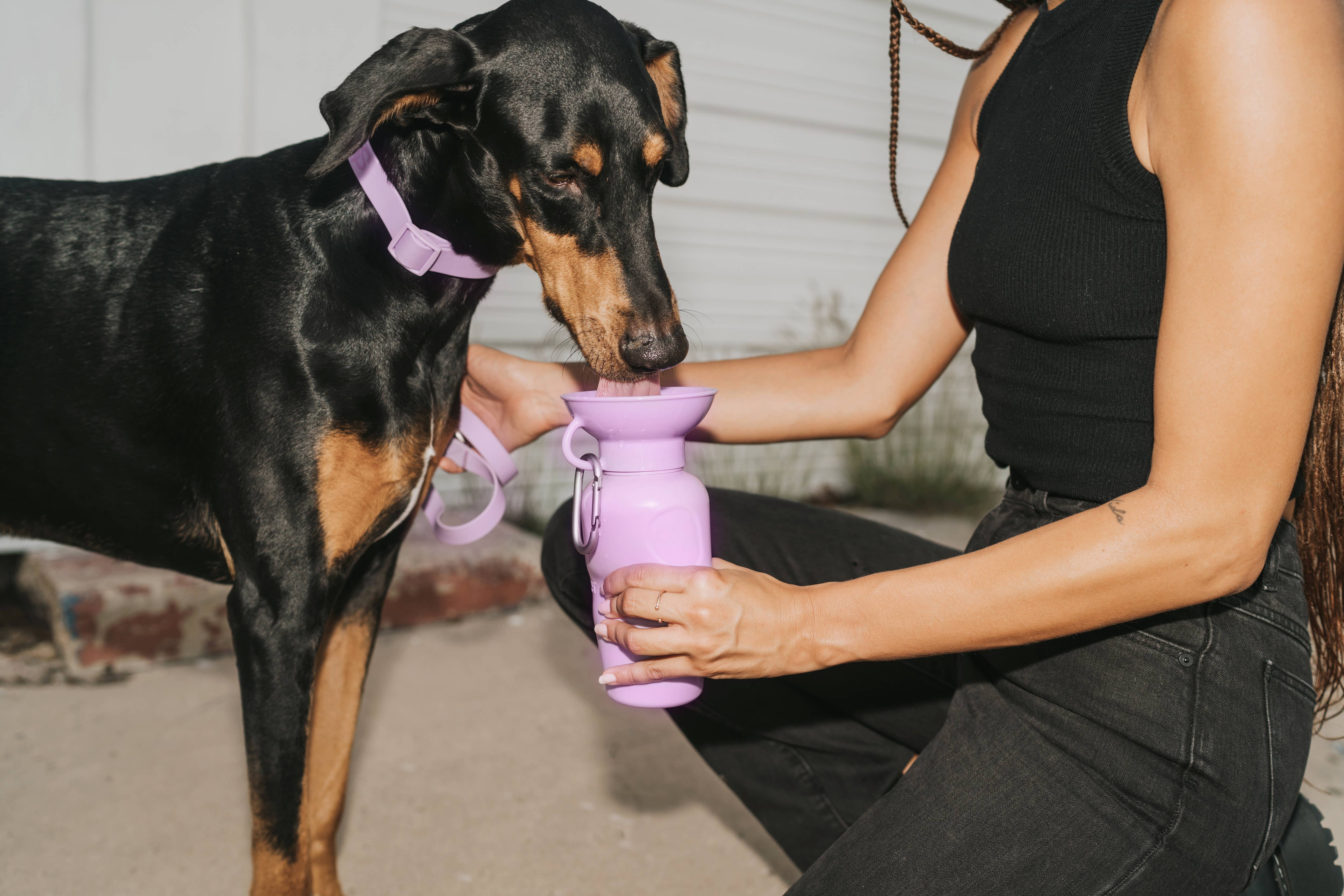 Springland Pets - Vente Bouteille d'eau – chien - Gourde de voyage pour chien classique 650 ml (lot de 12)13