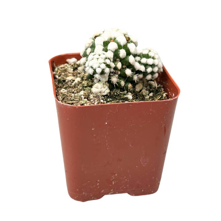 2" Mammillaria Gracilis Cv Oruga - Thimble Cactus – Plant for wholesale by Flow State