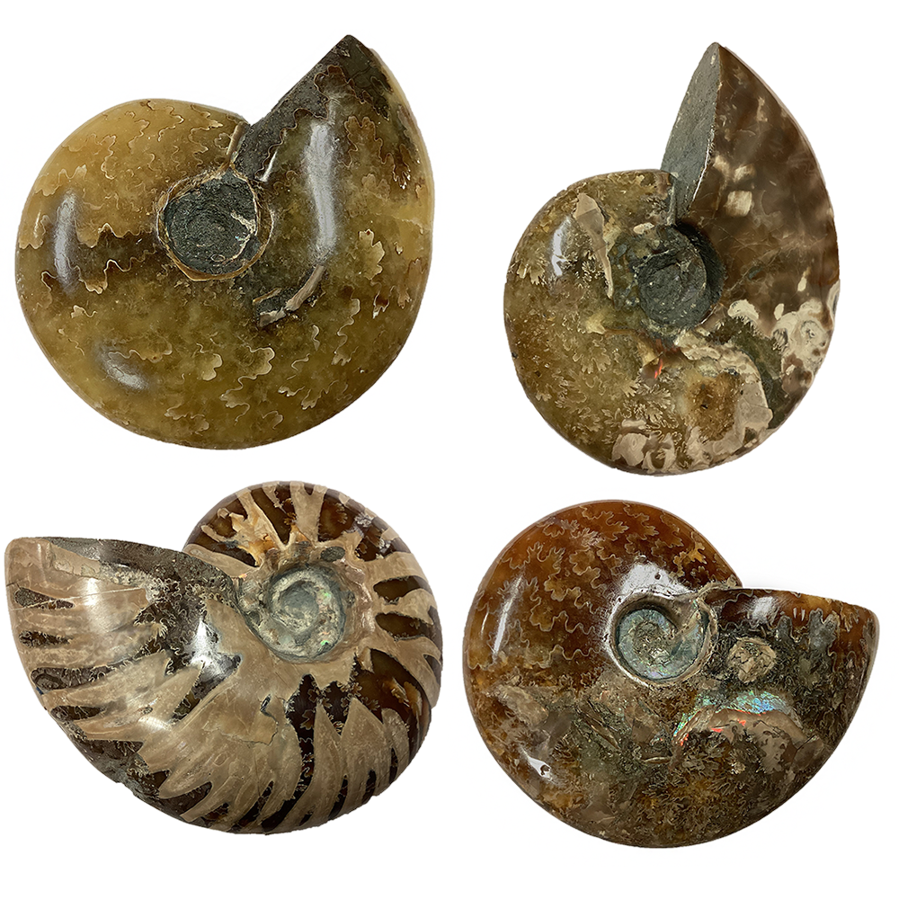 Texas Toy Distribution - Wholesale Decorative Tabletop Object - Polished Ammonite Fossil with Suture Patterns0