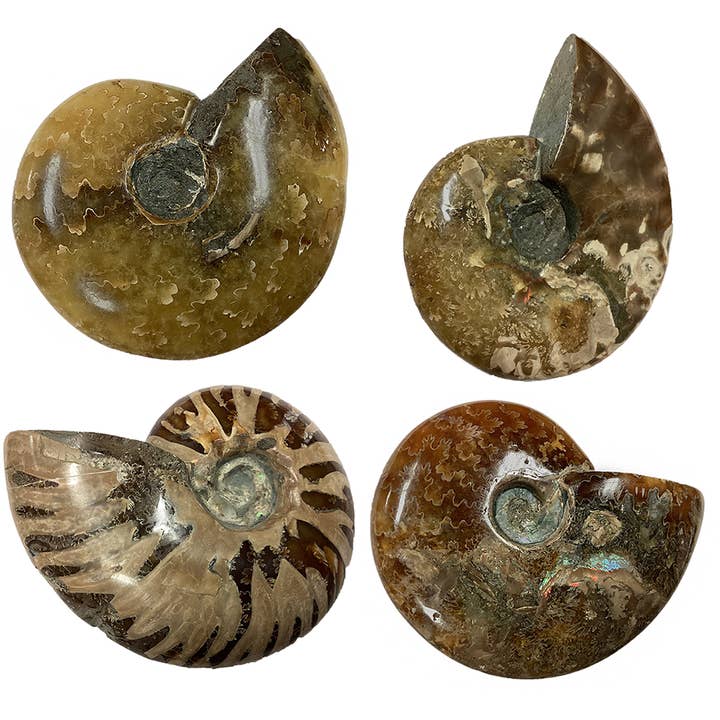 Texas Toy Distribution - Wholesale Decorative Tabletop Object - Polished Ammonite Fossil with Suture Patterns