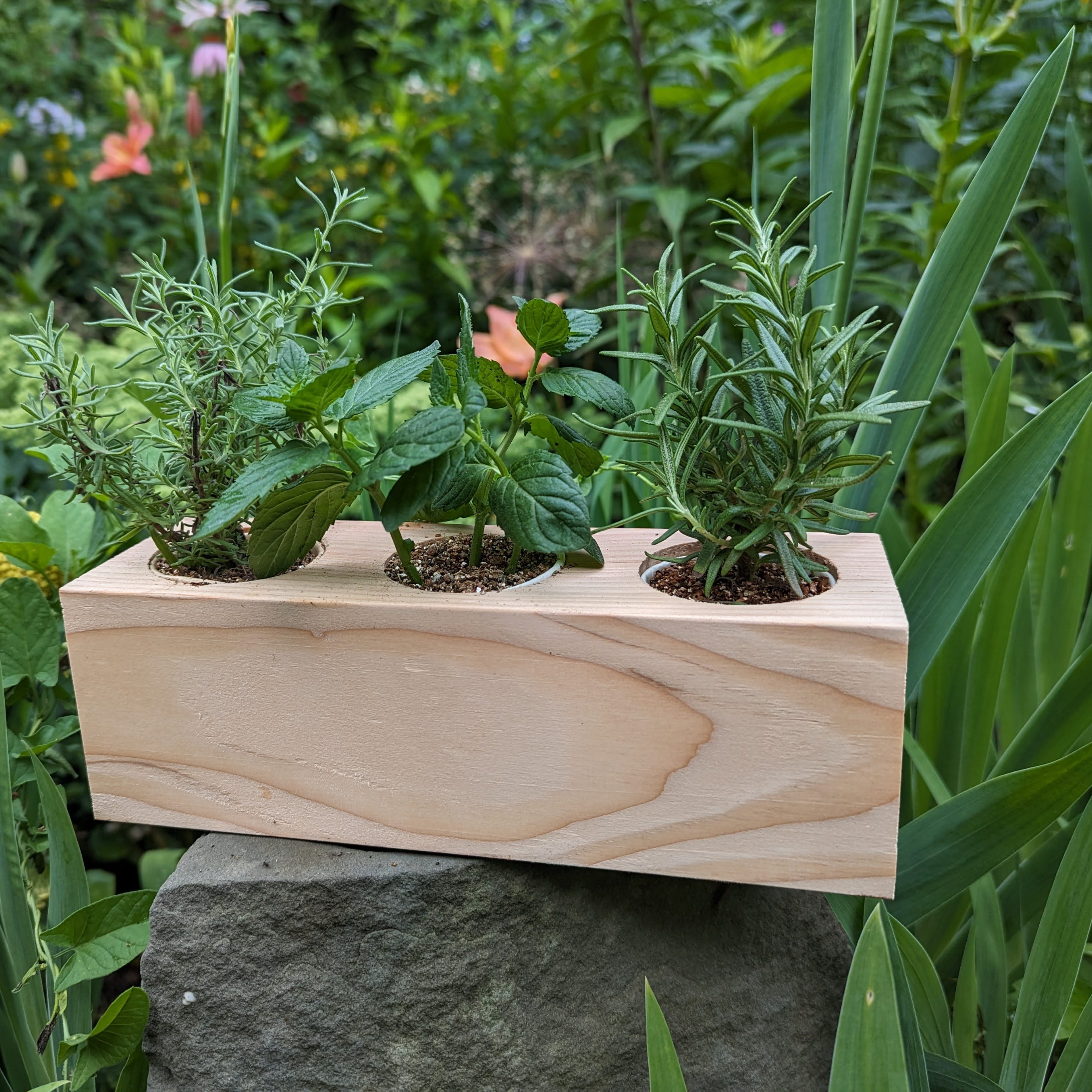 Sprigbox - Wholesale DIY Craft Kit - Cocktail Mixers Starter Kit | Grow Lavender, Mint, Rosemary6