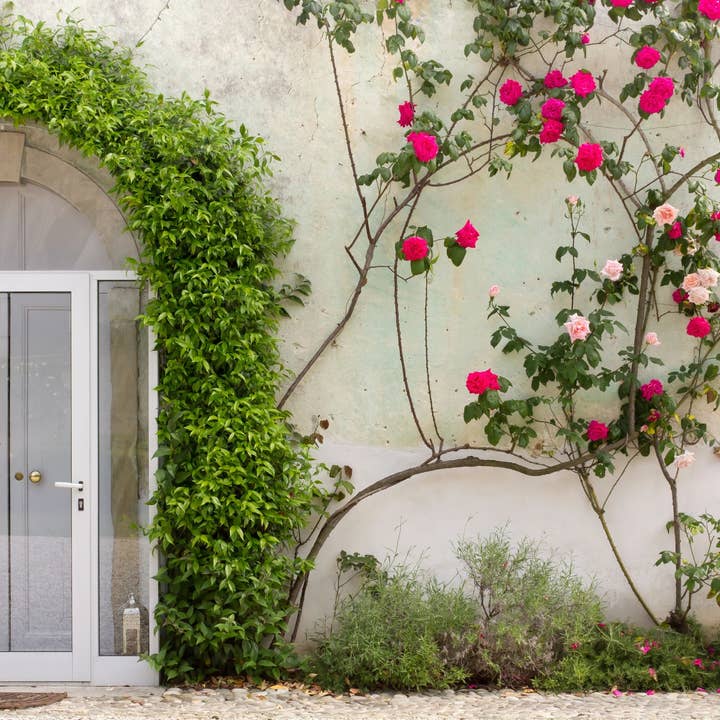 Bâtonnets d'encens Water Blossom Ivy* pour la vente par Beaches of Tunisia, LLC