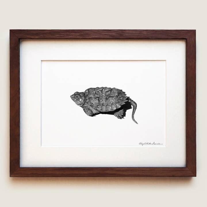 Stampa d'Arte | Cucciolo di Tartaruga Azzannatrice per la vendita all'ingrosso da parte di ElizabethAnnFrancis