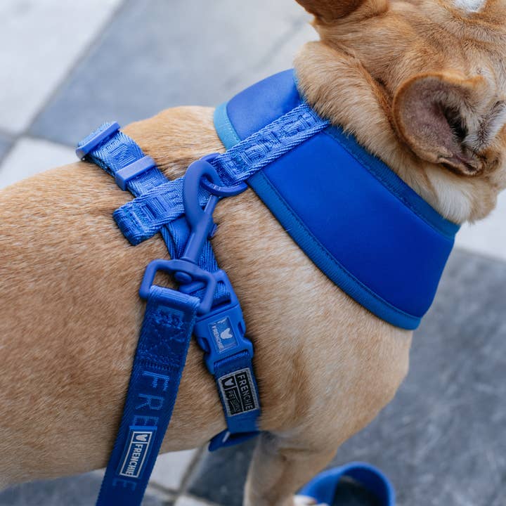 Frenchie - Wholesale Pet Harness - Dog - Frenchie Duo Reversible Harness - Royal Blue3