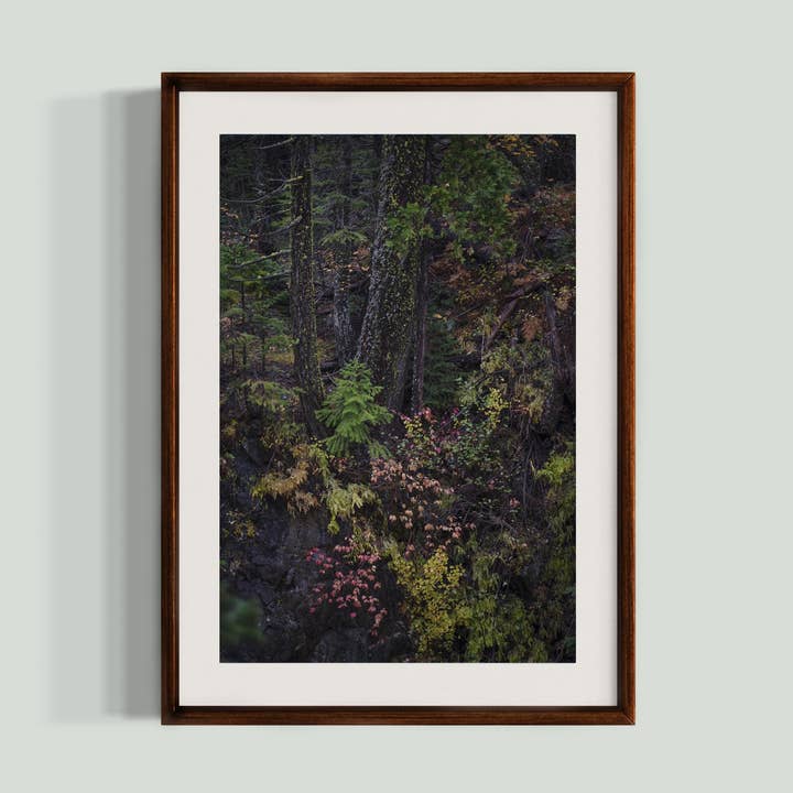 23 ottobre 2023 - Parco statale Plumas-Eureka, California per la vendita all'ingrosso da parte di Jess Gibbs Photography