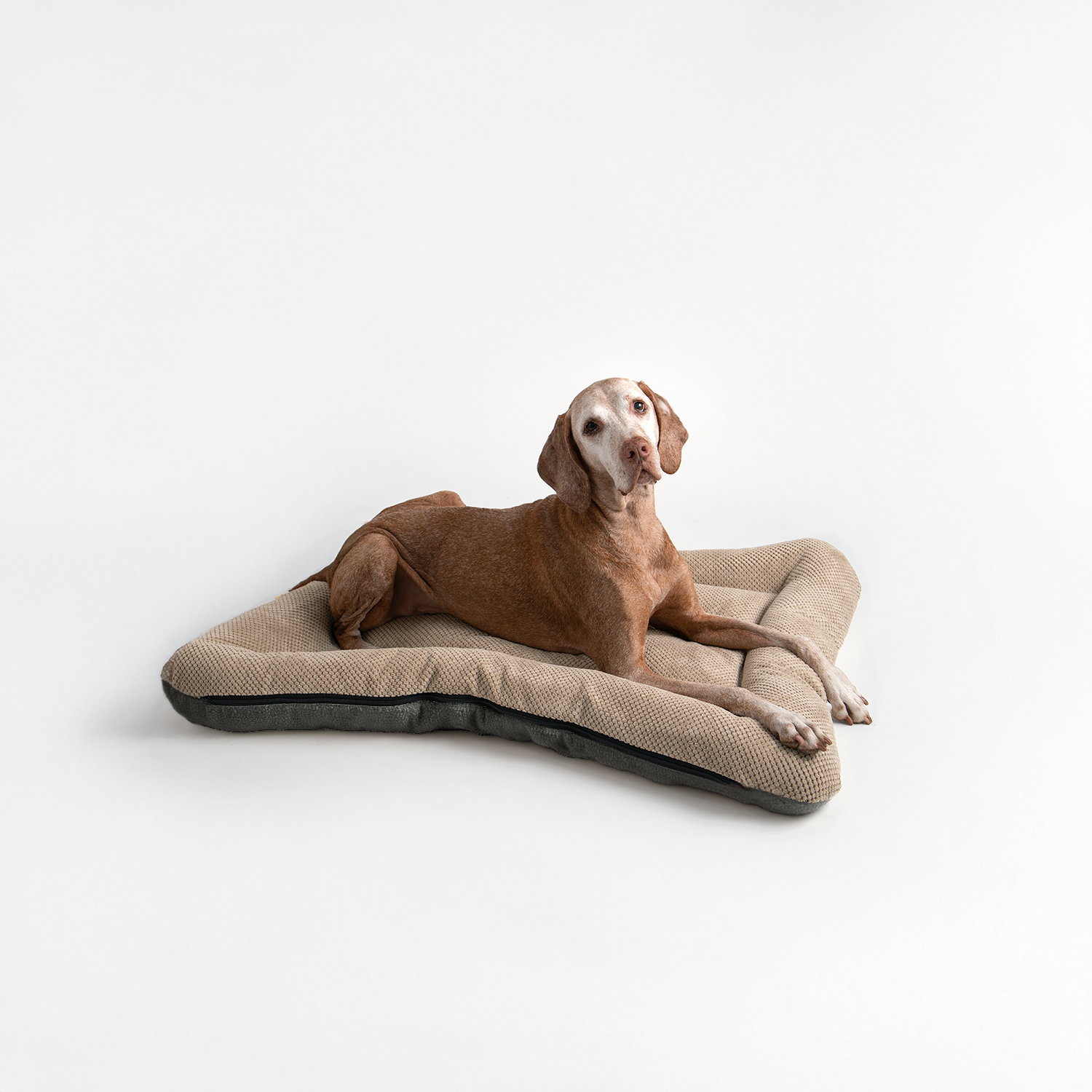 Snoozer Pet Products - Vendita all'ingrosso Letto - Cani - Cuccia per Cani All Day di Snoozer17