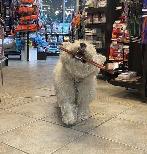 Dibo Pet Foods - Wholesale Pet Treats - Dog - Bully Stick – Low Odor Pizzle – THICK- 12" 7