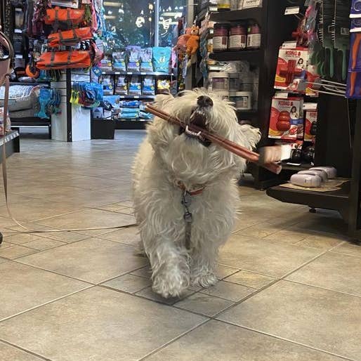 Dibo Pet Foods - Wholesale Pet Treats - Dog - Bully Stick – Low Odor Pizzle – THICK- 12" 7