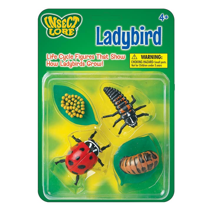 Figurines du cycle de vie - Coccinelle pour la vente par Insect Lore