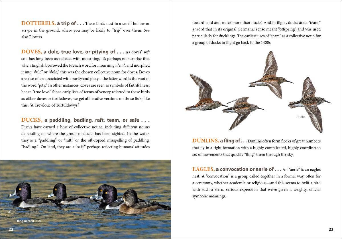 AdventureKEEN - Wholesale Reference - Asylum of Loons3