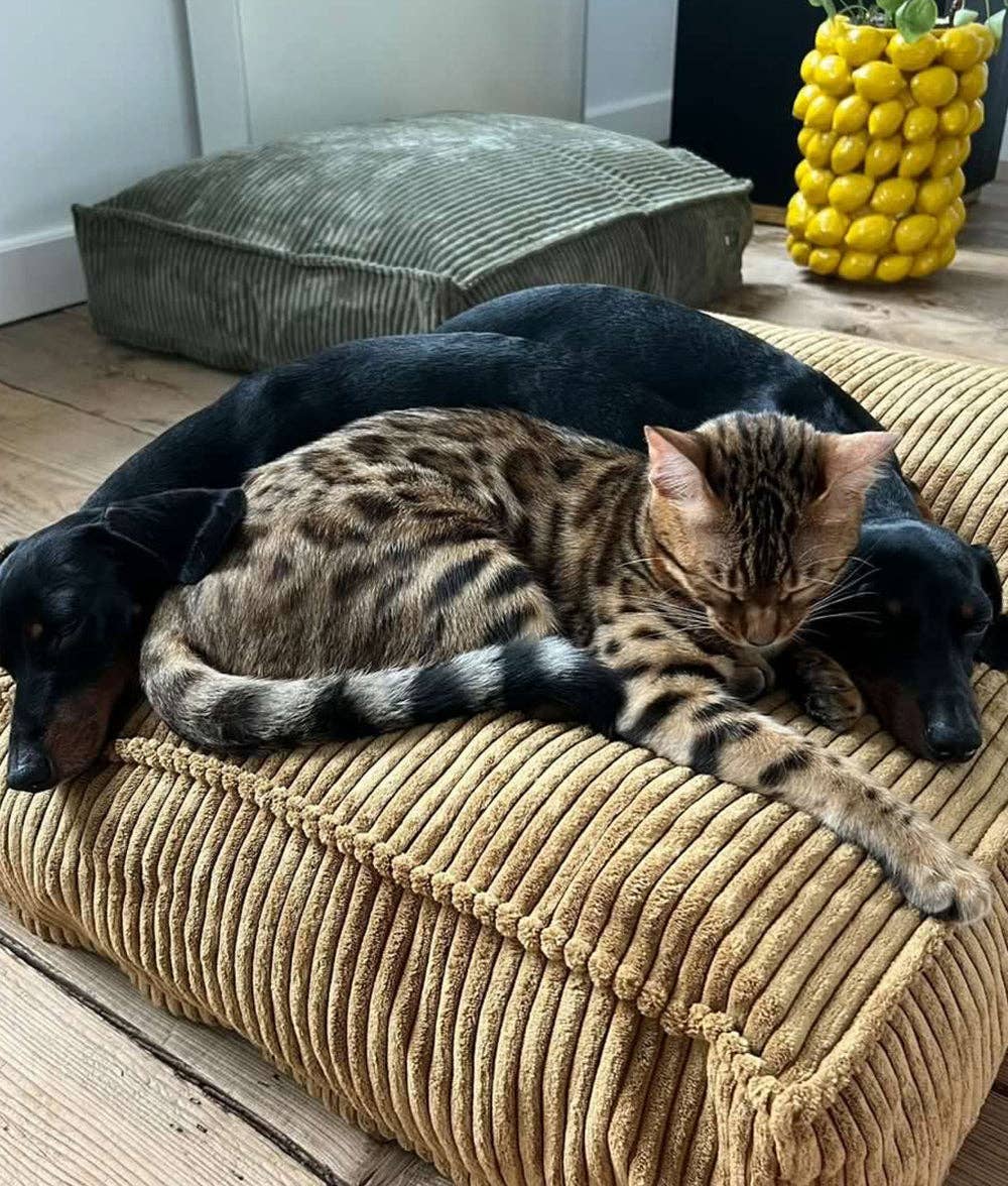 CAFIDE - Wholesale Pet Bed - Dog - Green Corduroy Dog Bed, Cuadra4