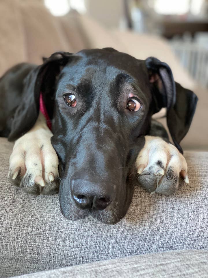 Pet Test for wholesale by Saxion Supplements