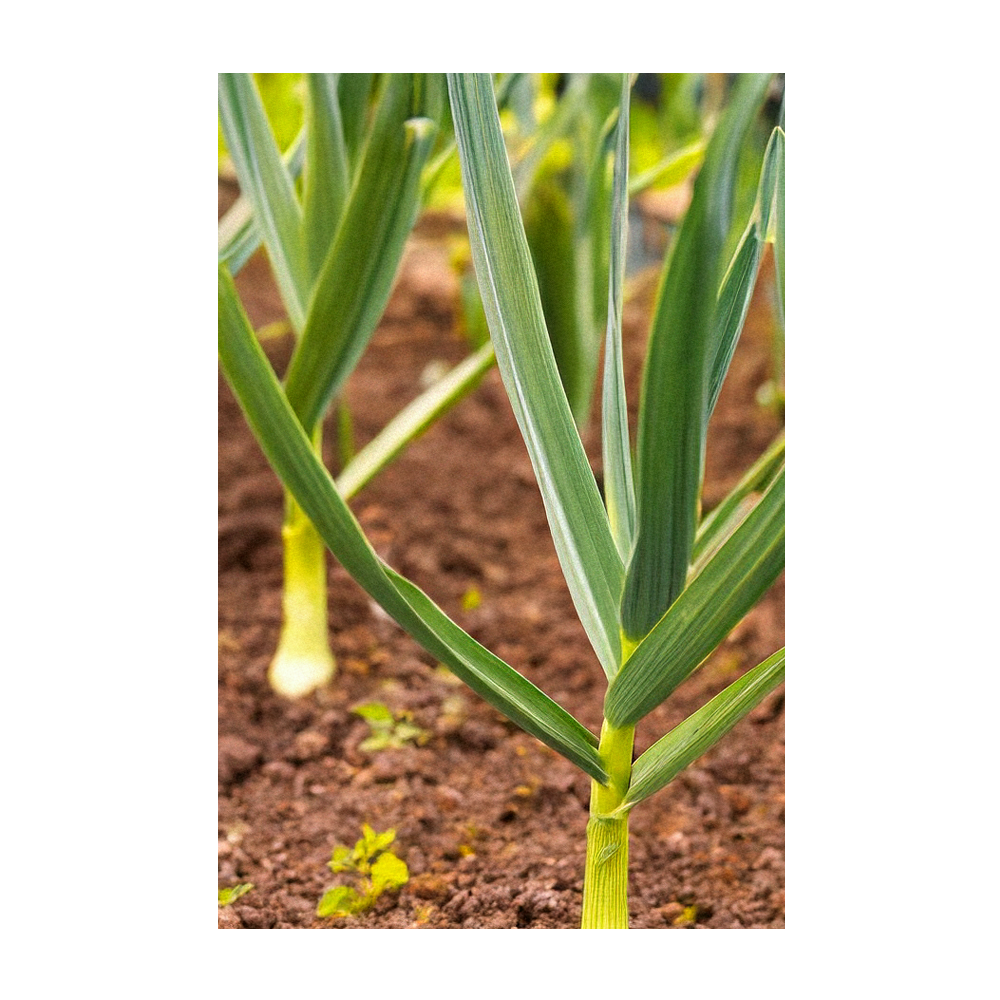 Chive Canada - Wholesale Plant Seeds - 2026 Garlic Vegetable Seeds Packet3