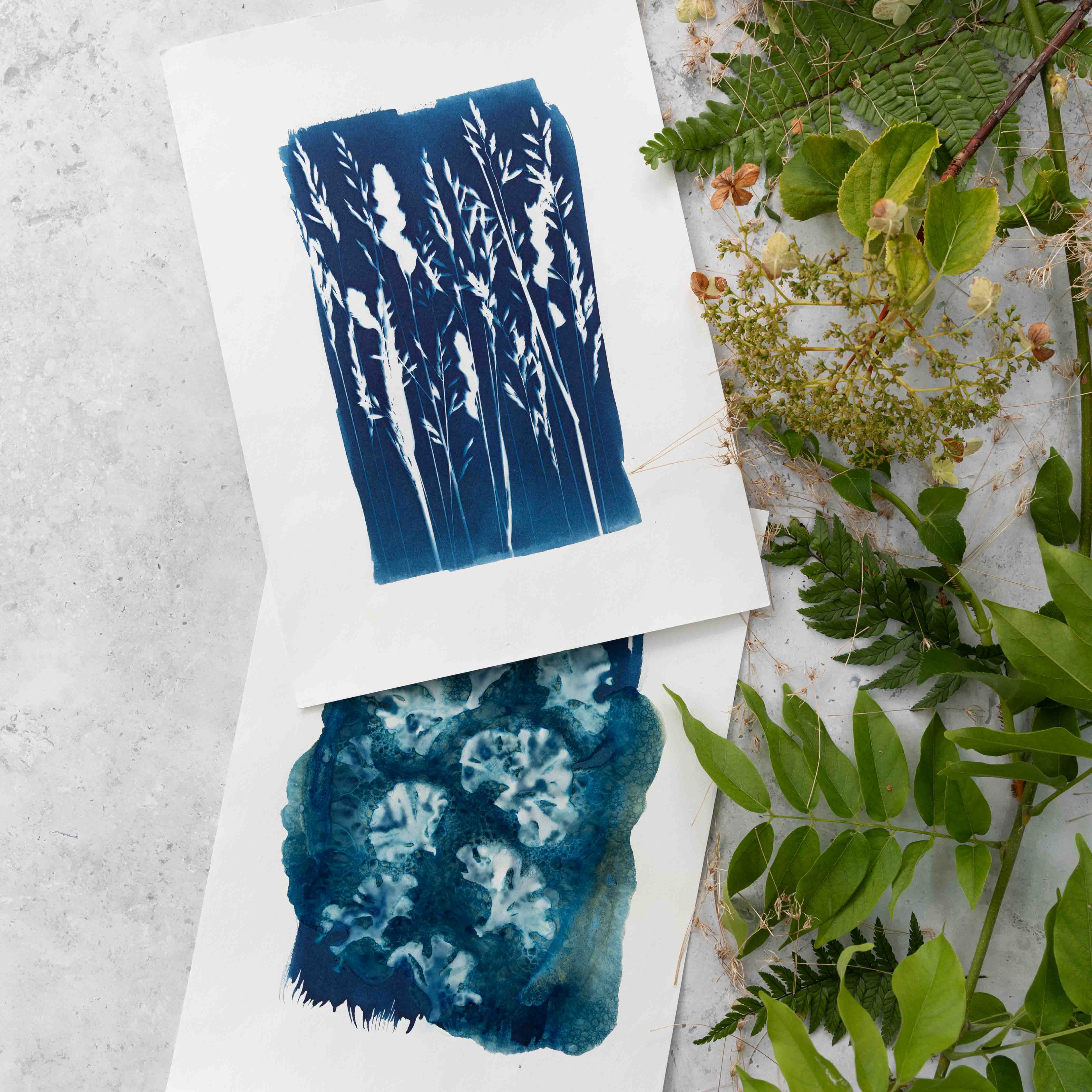 The Wild Darkroom – wholesale DIY craft kit – Cyanotype Printing Paper A42