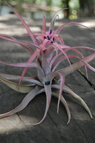 Airplant Direct - Wholesale Live Plant - Tillandsia Capitata Peach2