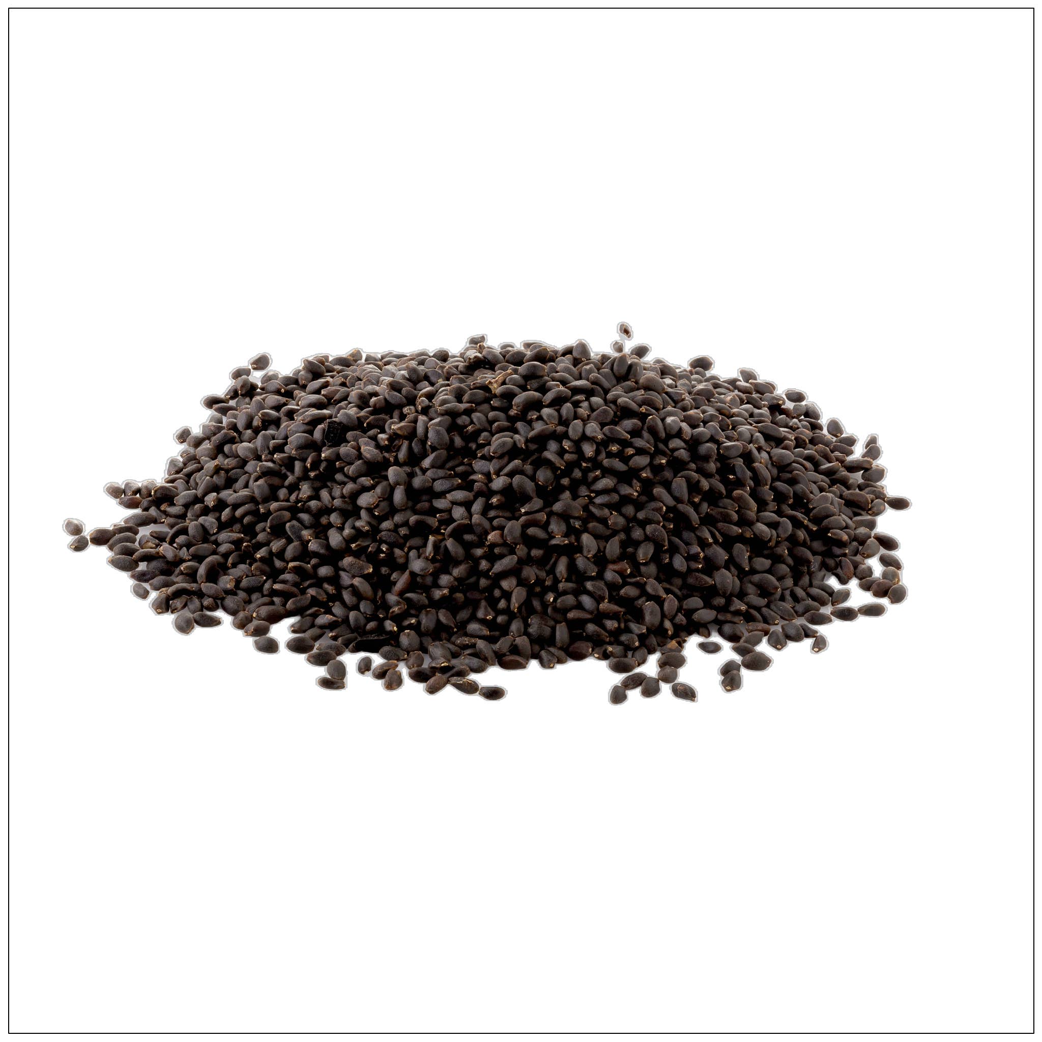 Alive Herbals - Wholesale Plant Seeds - Basil Seeds0