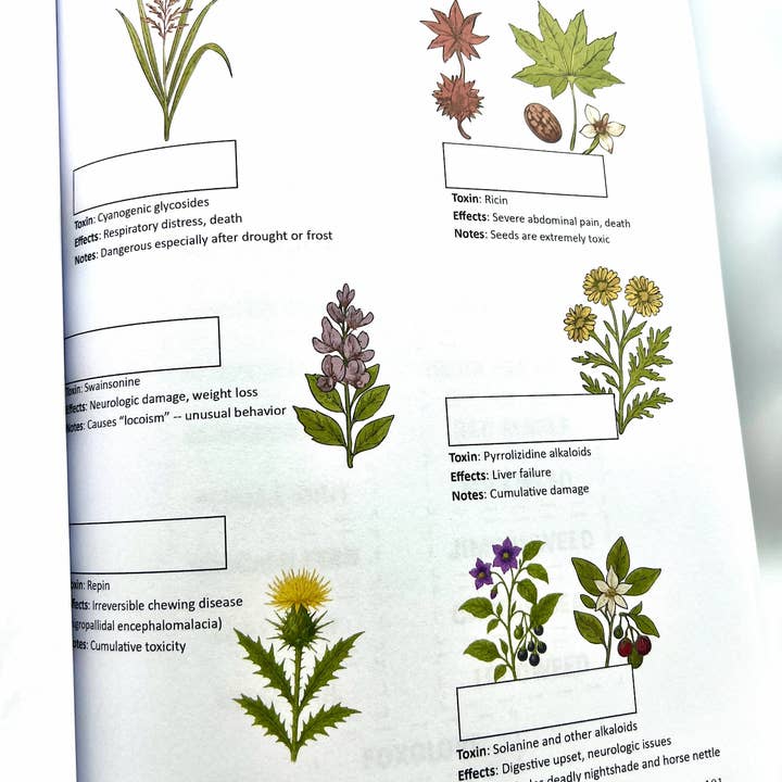 Circus Unicorn Shop - Wholesale Book - Kids - Horse Workbook Vol. II6