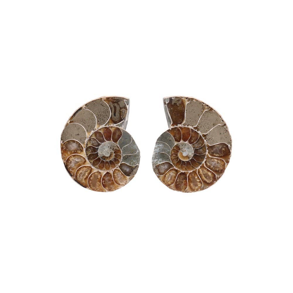 Vives de la Cortada S.L – wholesale Andlig sten/kristall – Ammonitpar 3-4 cm4