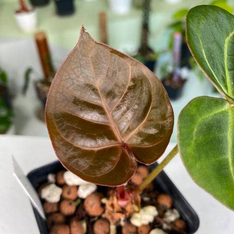 Plántula de Anthurium "Ace Of Spades" TC | Planta de interior rara para venta al por mayor de OrchidBox